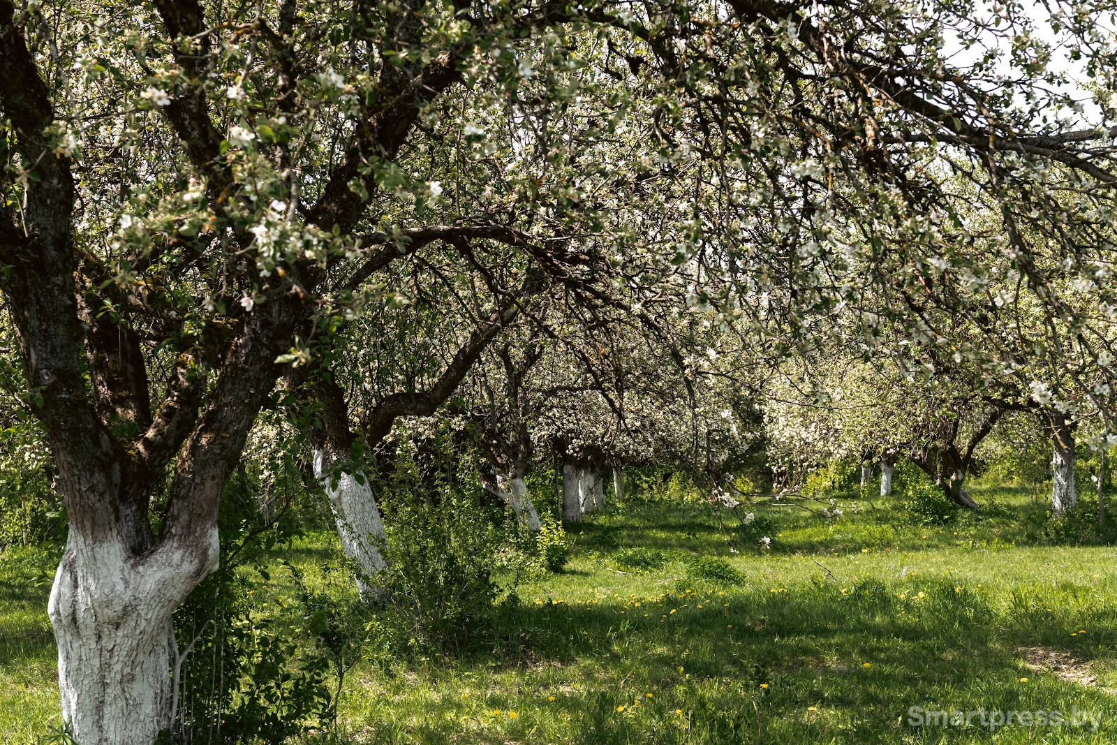 11-Яблоневый сад в Воложинском районе.jpg