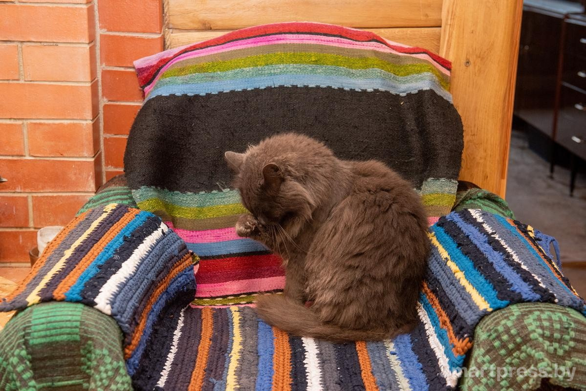 16-Кошка Веста хорошо устроилась в кресле.jpg