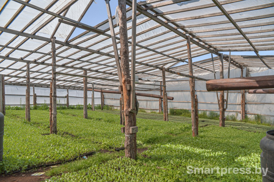 1-Как погода повлияла на урожай в Беларуси.jpg