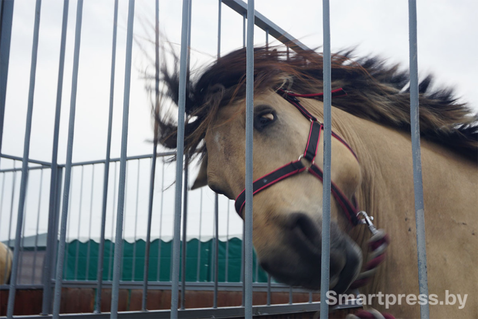 белорусская упряжная лошадь.jpg