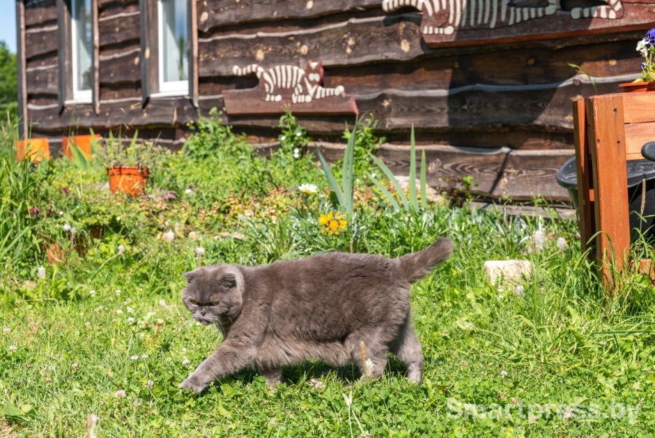 17-Кот Феденька.jpg