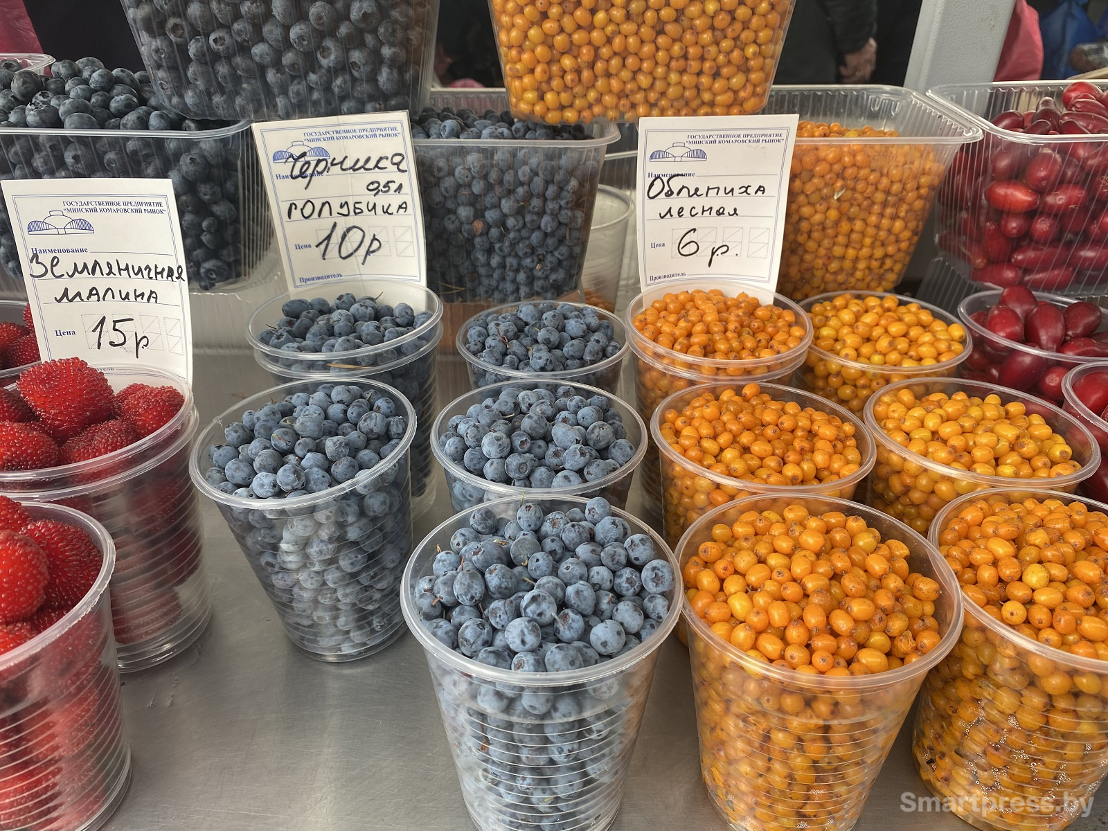 черника-голубика лесная