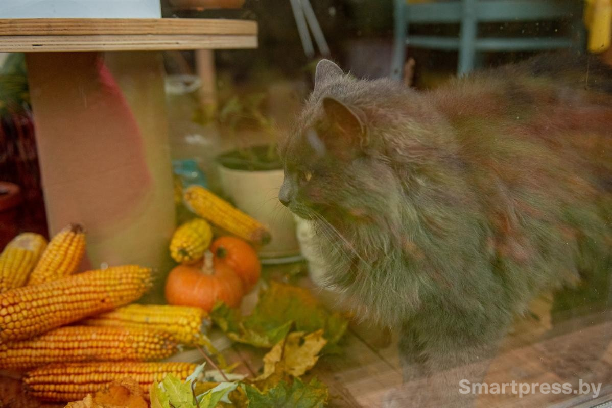 3-Кошка Веста гармонично вписалась в осенние декорации.jpg