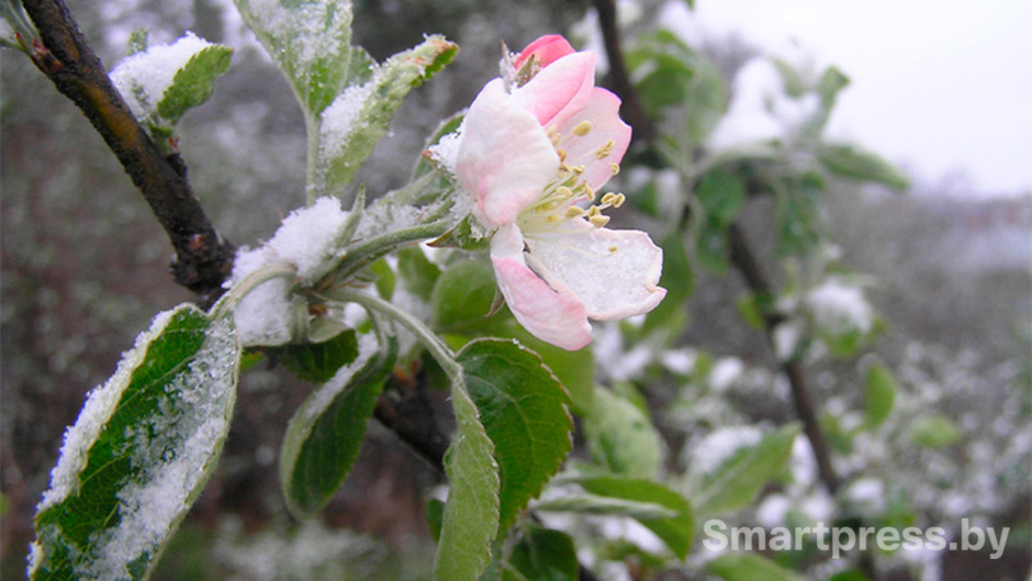 Заморозки в апреле.jpg