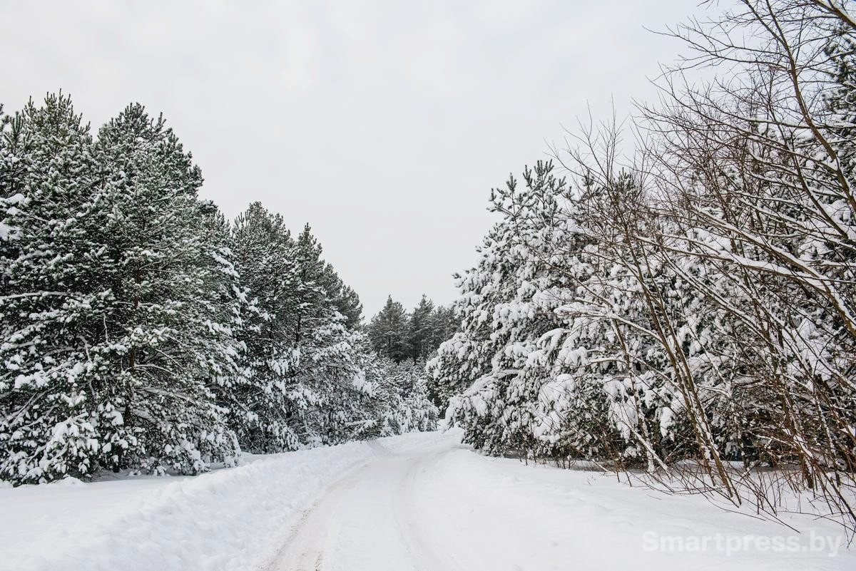 2-Заснеженная лесная дорога.jpg