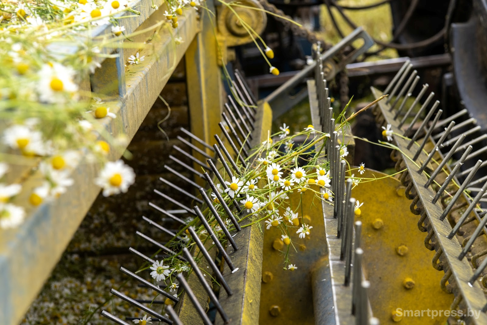 11-Трактор собирает ромашку в деревне Пищалово.jpg