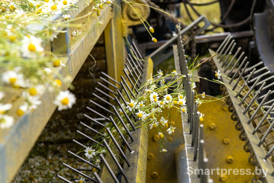 11-Трактор собирает ромашку в деревне Пищалово.jpg