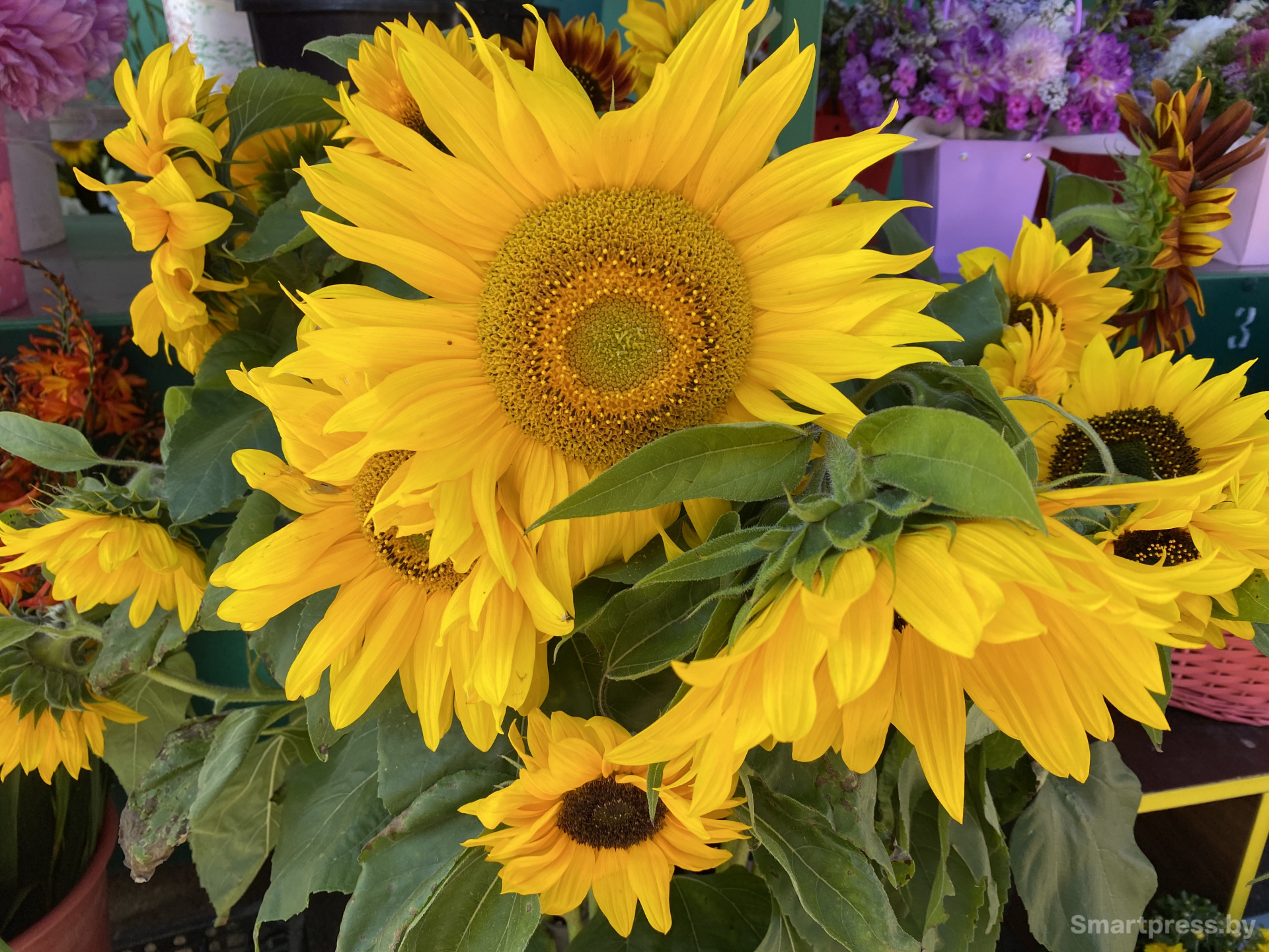 Крупный подсолнух