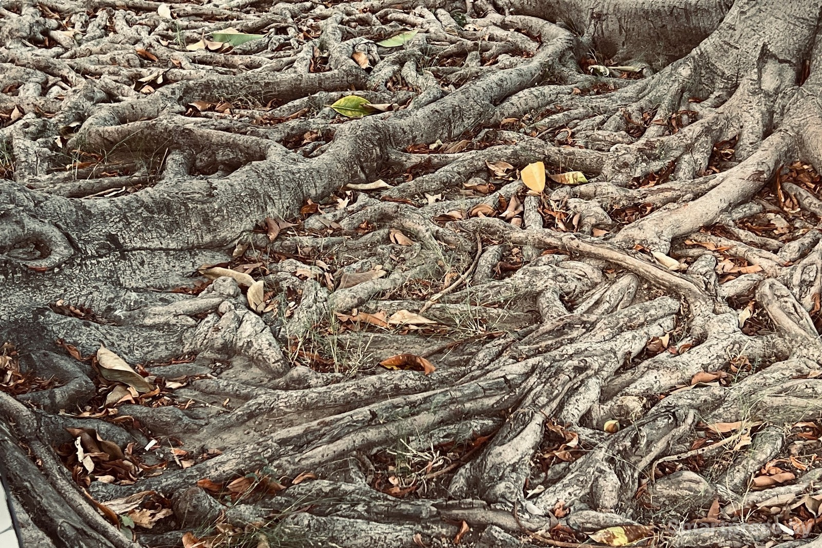 12-Корни 100-летних платанов создают на земле причудливые узоры.jpg