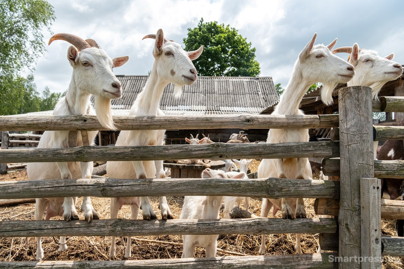 7-Женщина разводит коз в белорусской деревне.jpg