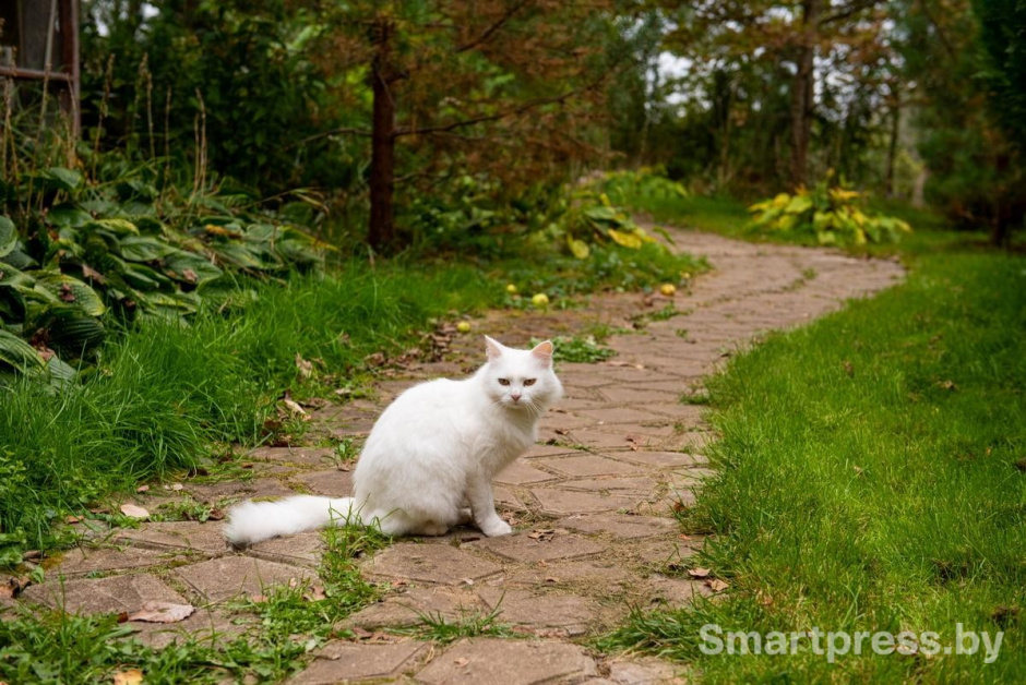 25-Пушистый защитник гинкго.jpg