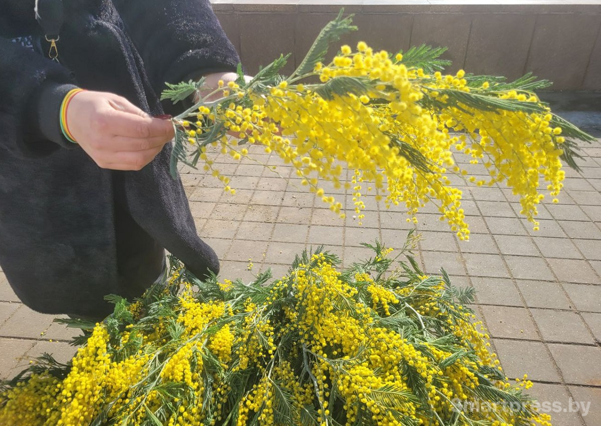 ветки мимозы