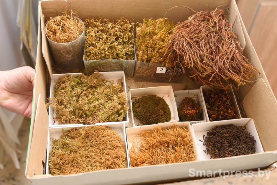 Мхи и лишайники гербария.jpg