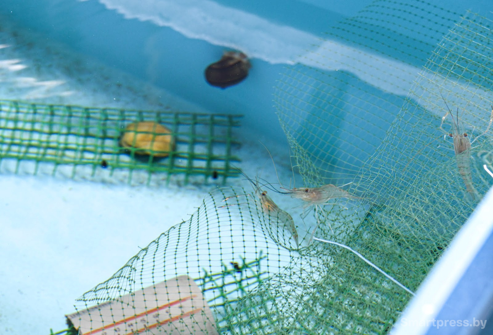 Креветочная ферма под Ляховичами 11.jpg