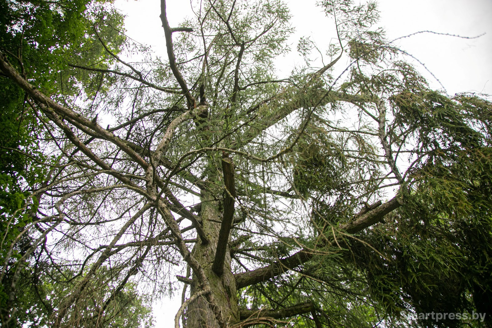 13-Эта лиственница высажена в XIX веке.jpg