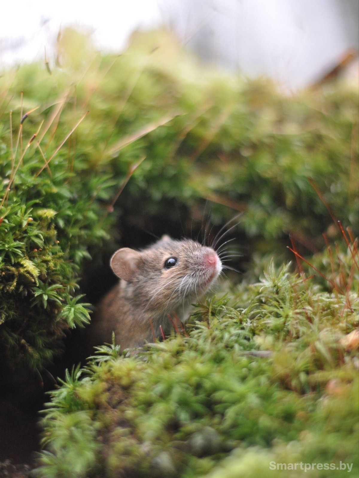 15-Снимок Любопытство Екатерины Кралько.jpg 15-Снимок Любопытство Екатерины Кралько.jpg