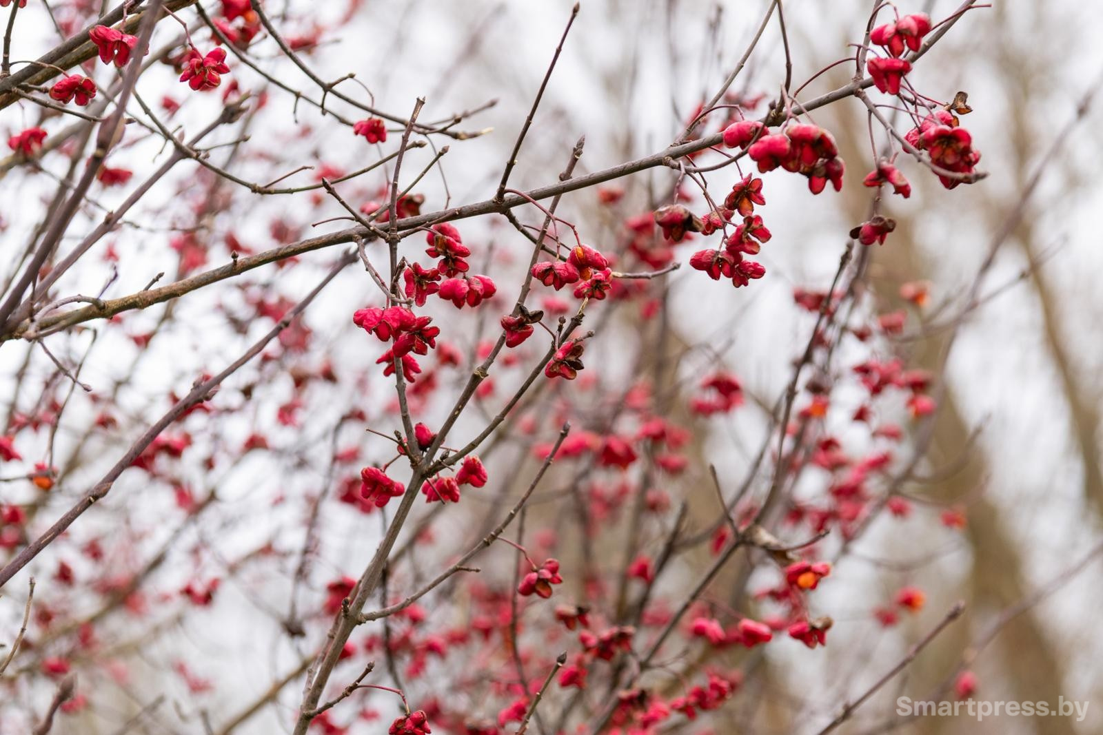 17-Ягоды рябины на ветке.jpg 17-Ягоды рябины на ветке.jpg