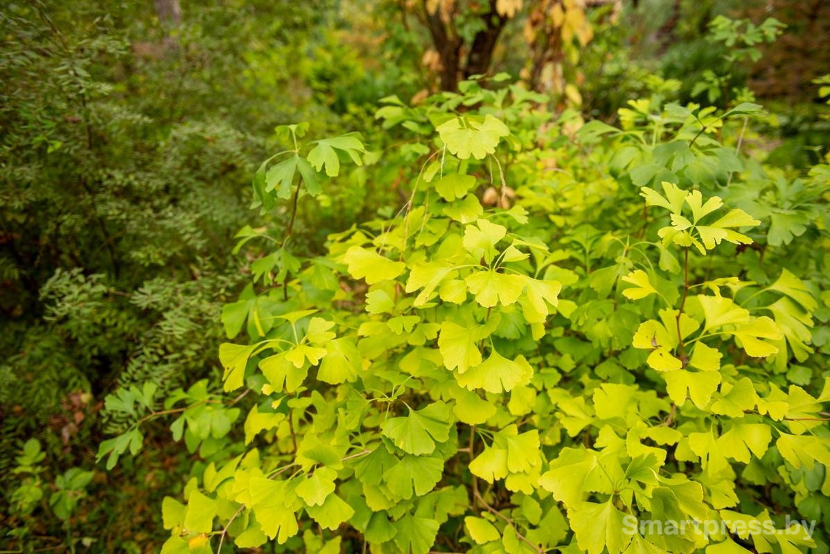 6-Гинкго билоба.jpg