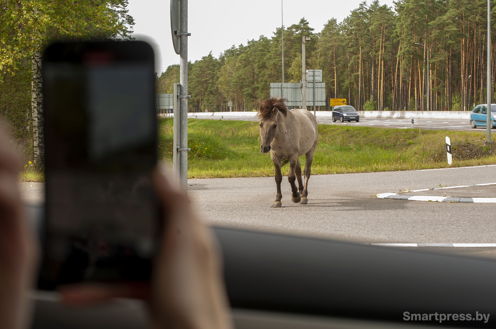 лошадь подходит к авто