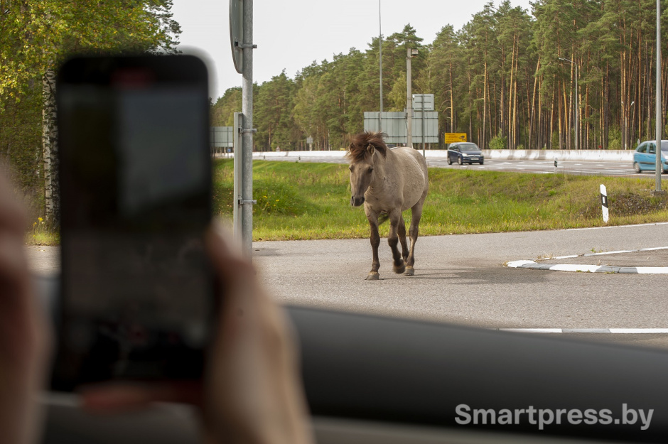 лошадь подходит к авто лошадь подходит к авто