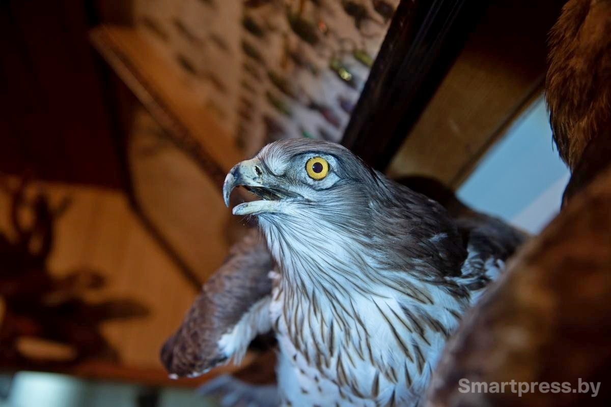 17-Чучело хищной птицы.jpg 17-Чучело хищной птицы.jpg