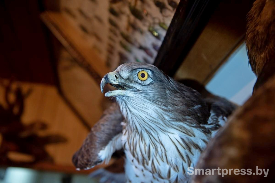 17-Чучело хищной птицы.jpg