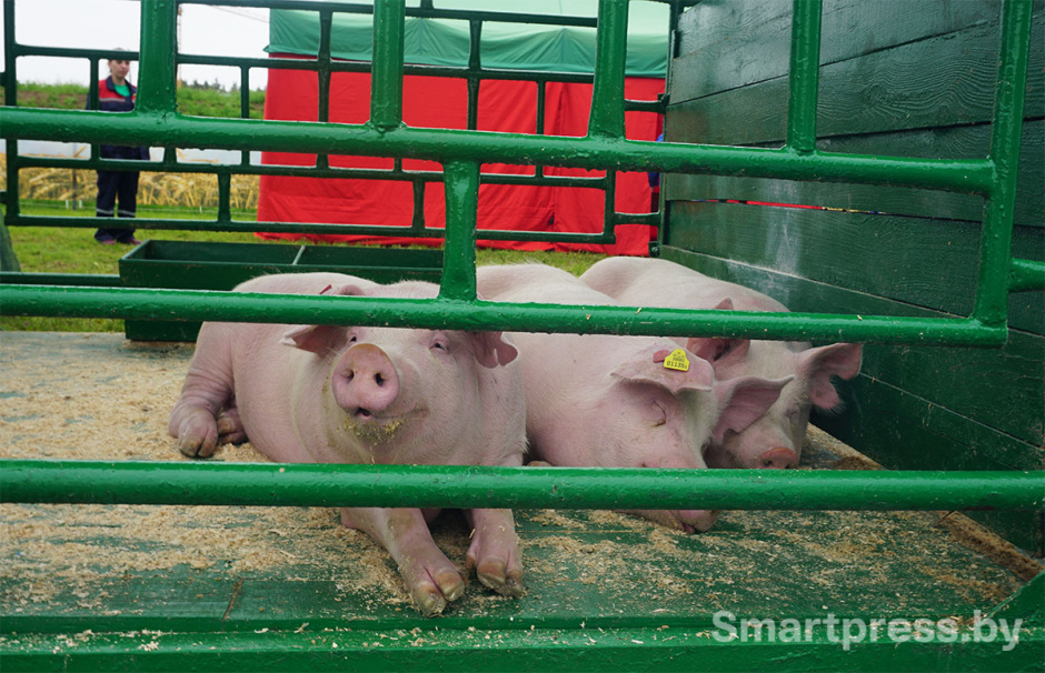 свиньи ландрас.jpg