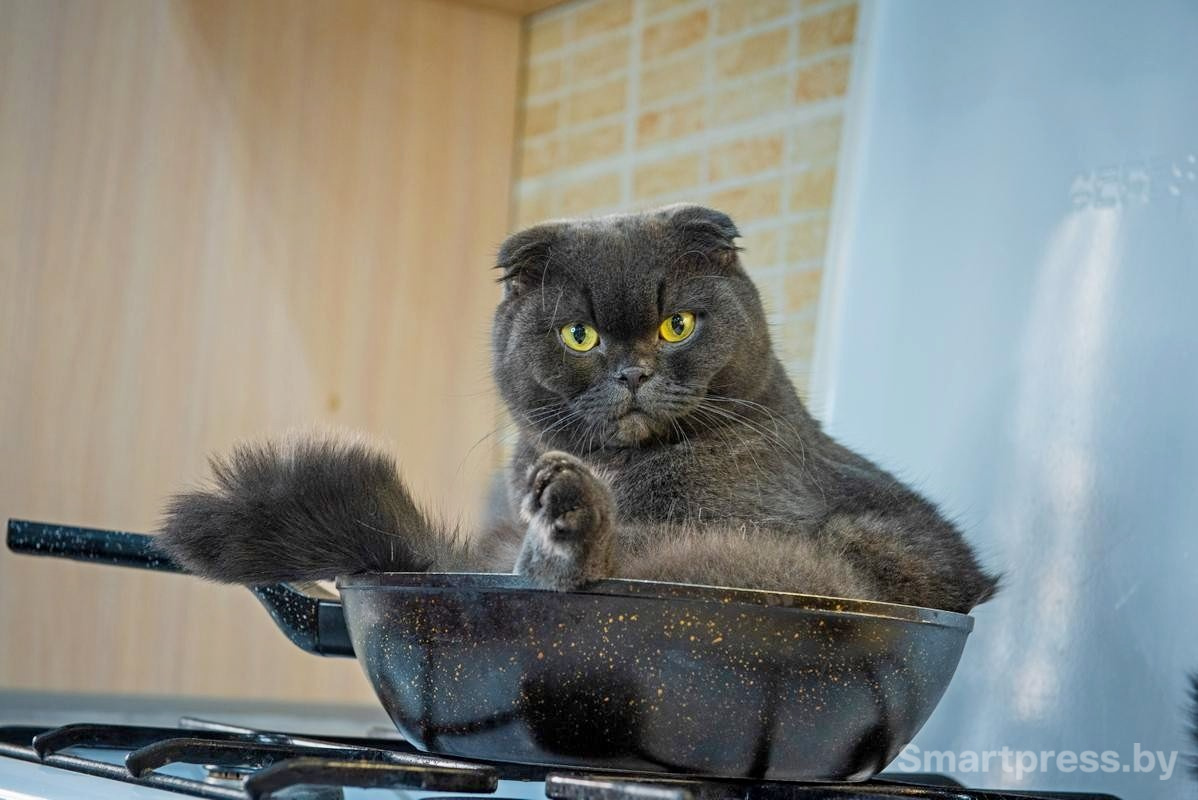 8-Боня в любимой сковородке.jpg