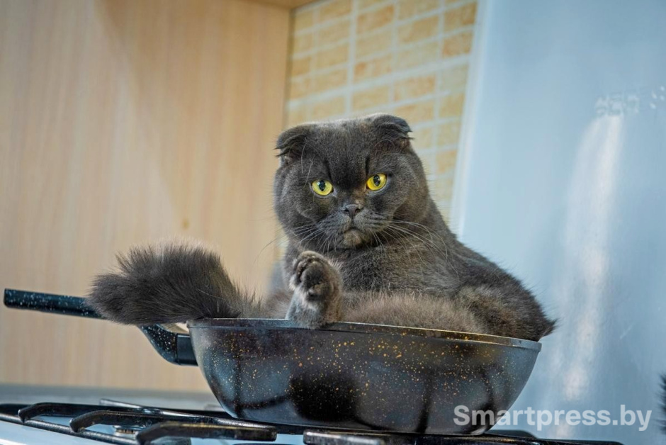 8-Боня в любимой сковородке.jpg