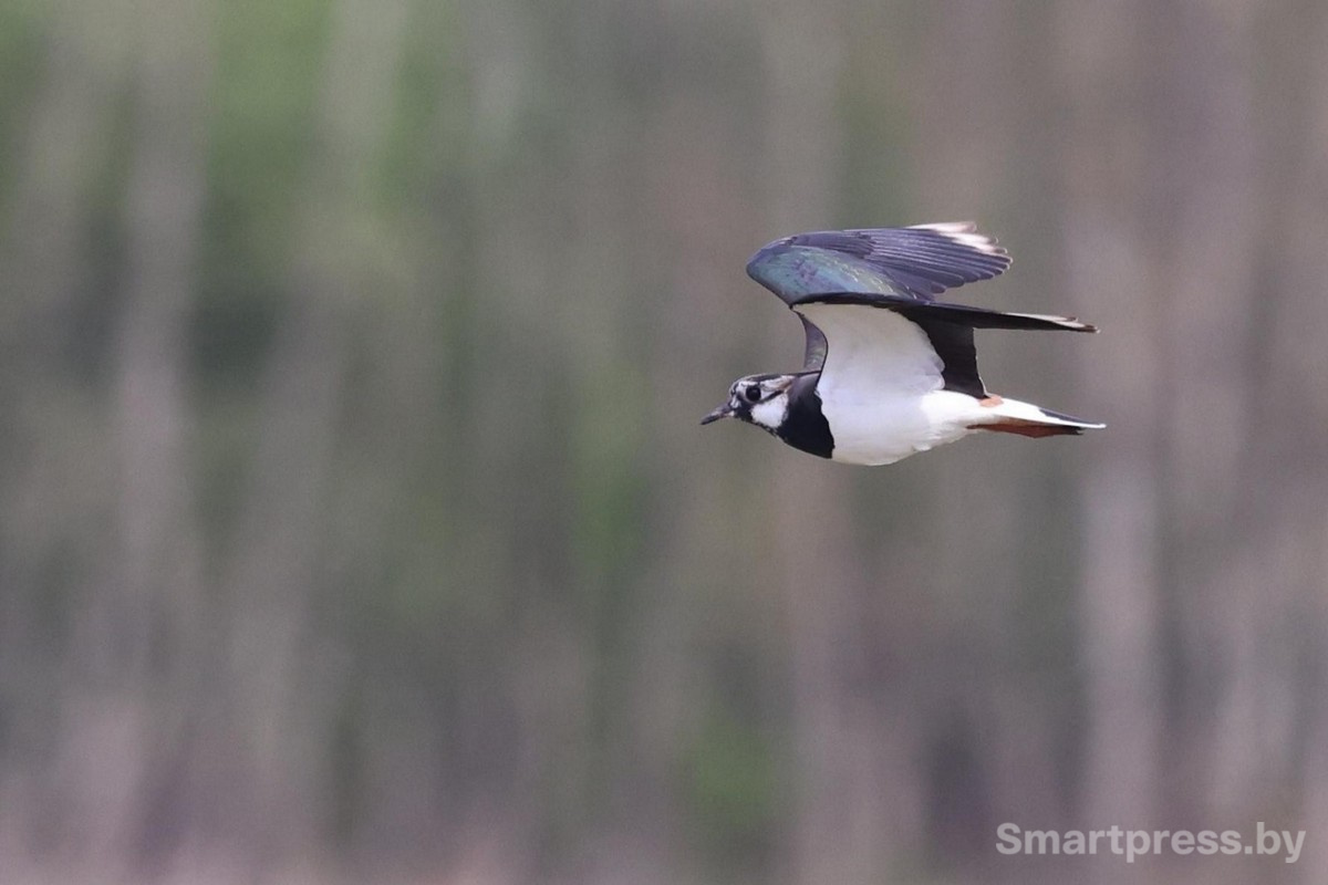 12-Чибис в полете.jpg