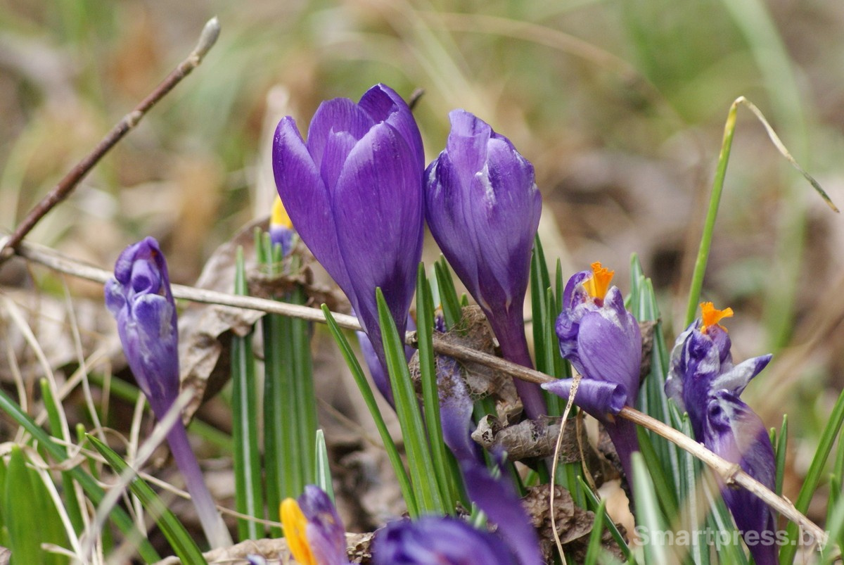 Минчанка купила 100-летний хутор 3.jpg
