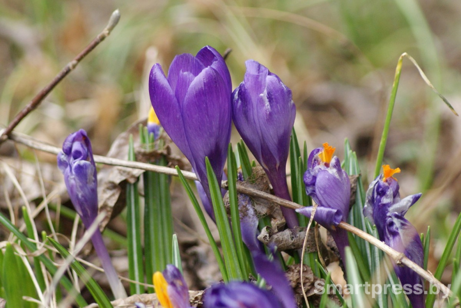 Минчанка купила 100-летний хутор 3.jpg