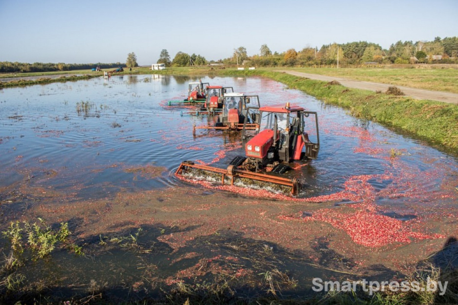 2-Сбор клюквы тракторами на Полесье.jpg