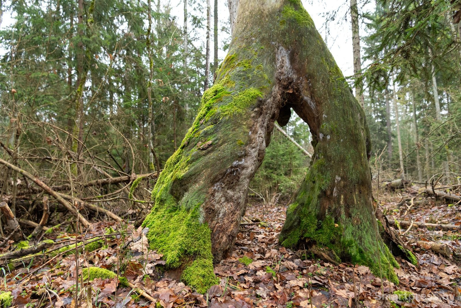 24-Шагающая сосна возле реки Нарев.jpg
