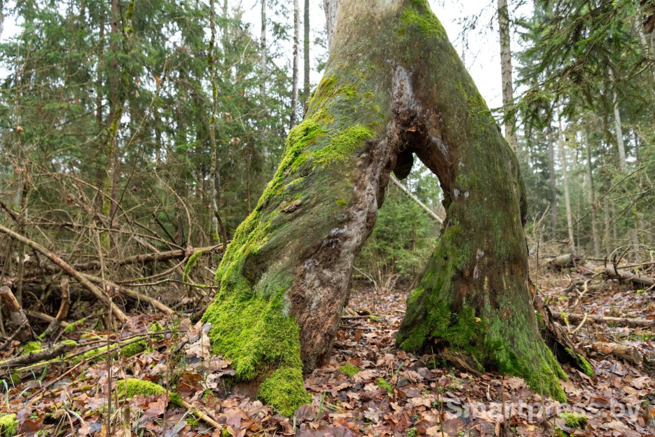 24-Шагающая сосна возле реки Нарев.jpg
