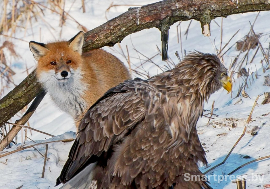 13-Лиса и орлан-белохвост.jpg 13-Лиса и орлан-белохвост.jpg