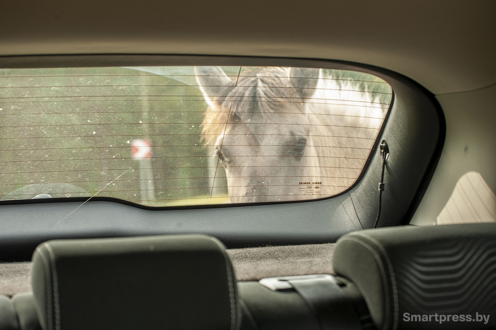 лошадь у автомобиля