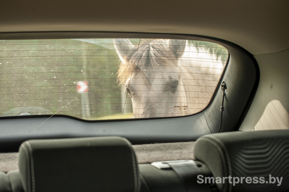 лошадь у автомобиля лошадь у автомобиля