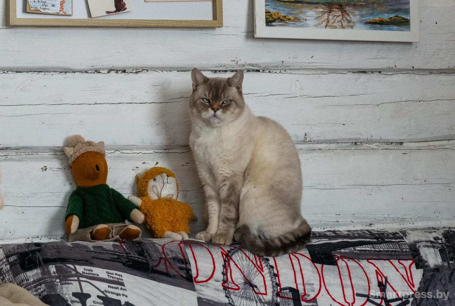 11-Недовольный кот Пряник.jpg