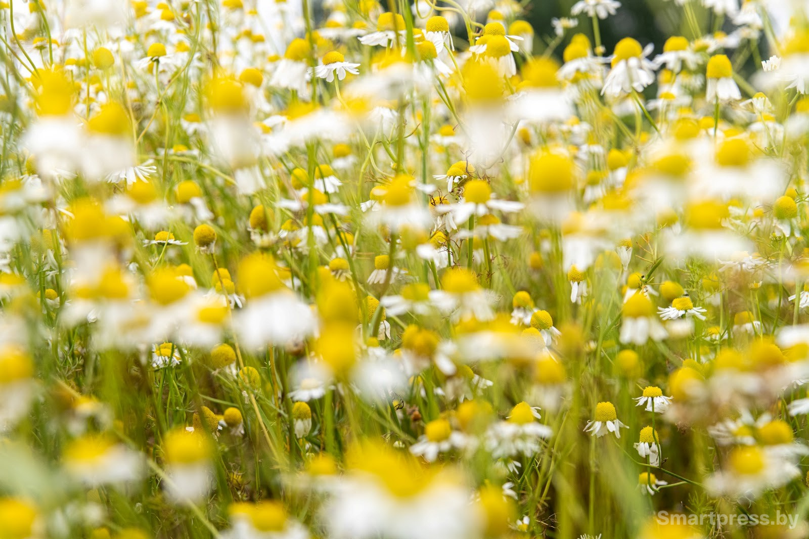 28-Ромашковое поле.jpg