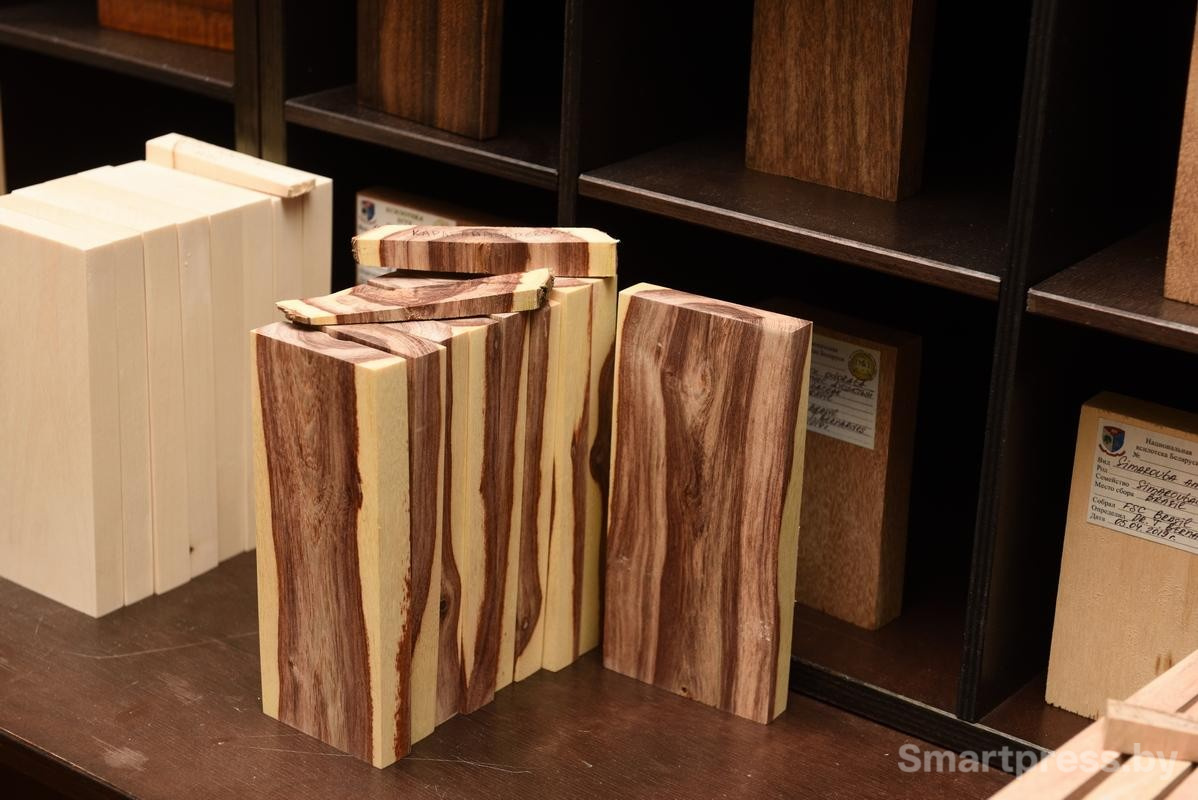 17-Коллекция ксилотеки БГТУ.jpg