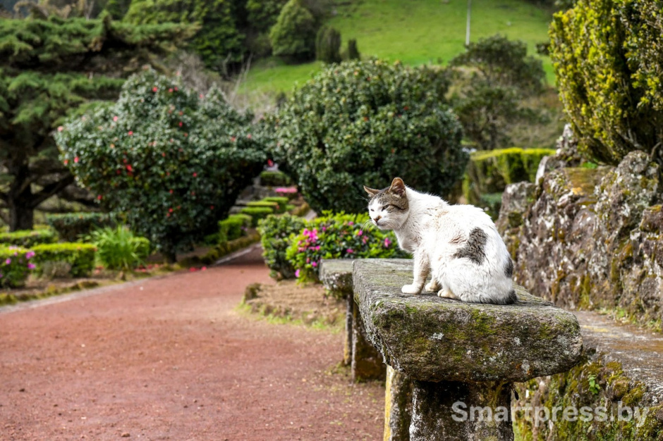 7-Обзорная площадка Miradouro da Ponta da Madrugada на острове Сан-Мигел.jpg