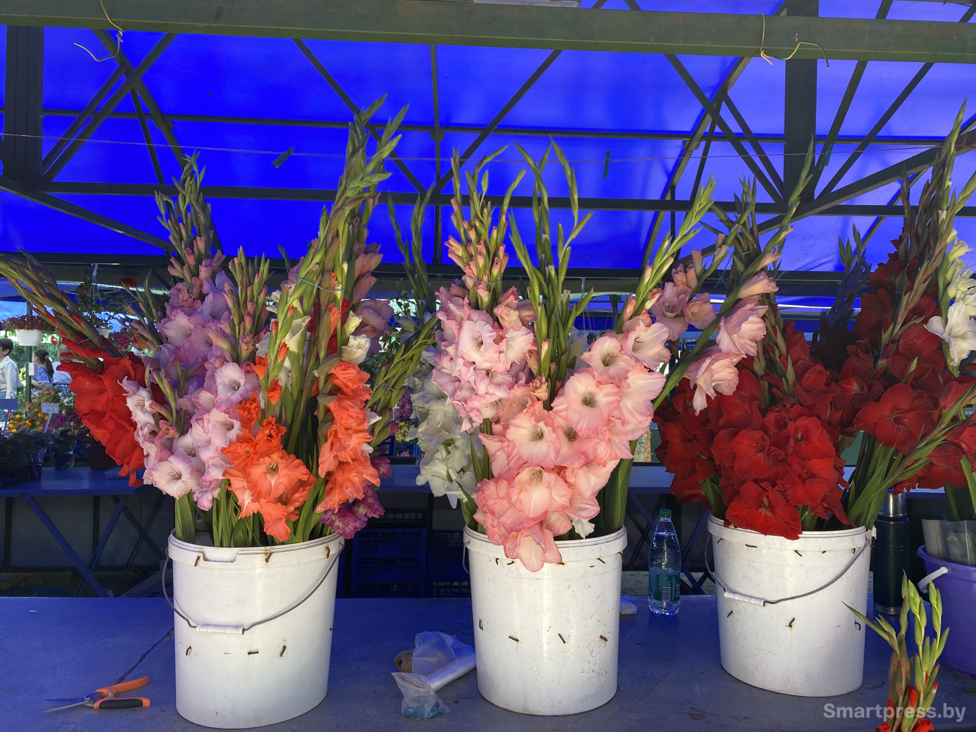 Крупные гладиолусы