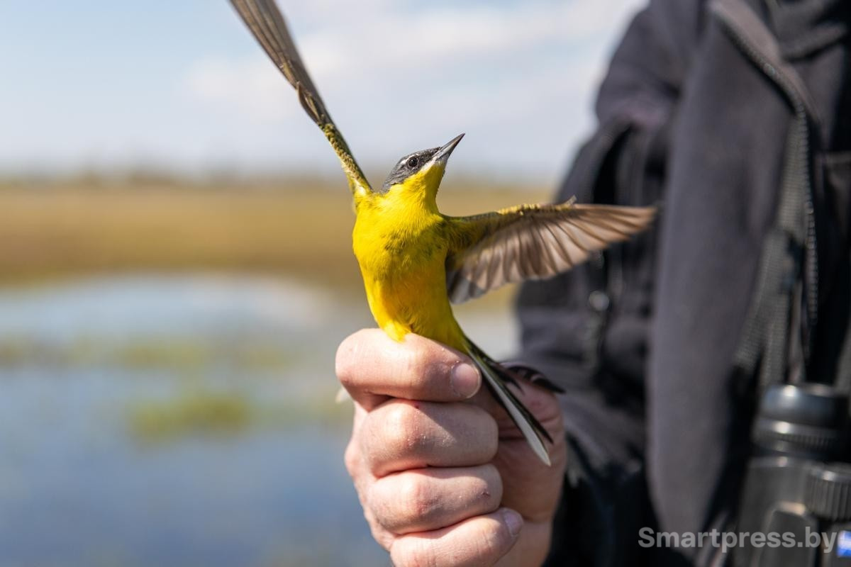 1-Желтая трясогузка в руке орнитолога.jpg