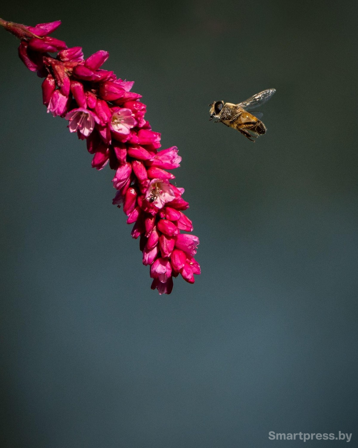 4-Фото Кавалачак лета Павла Сацуты.jpg