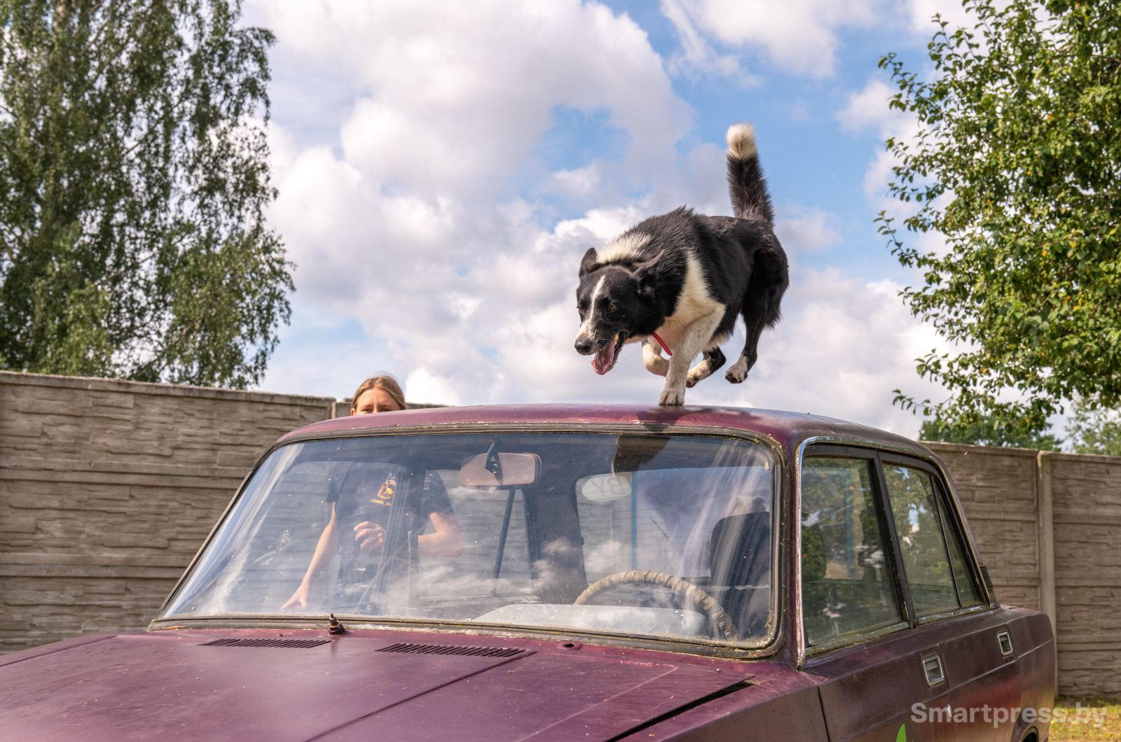 Кинологический центр "Из Кифы"