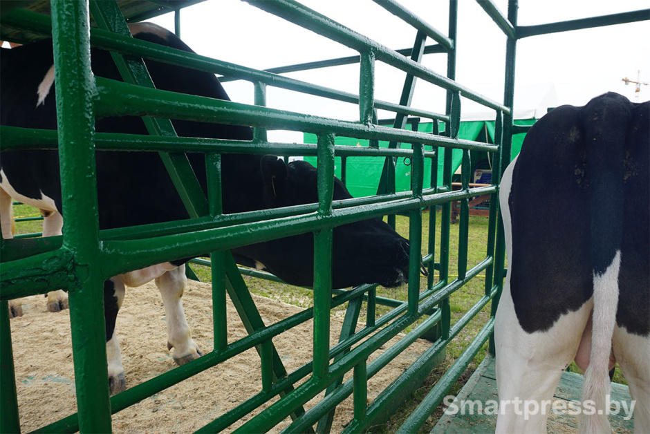 бык евфрат.jpg