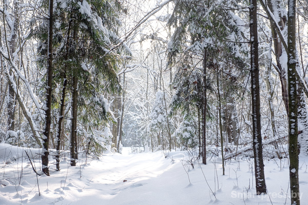 лесной массив зимой