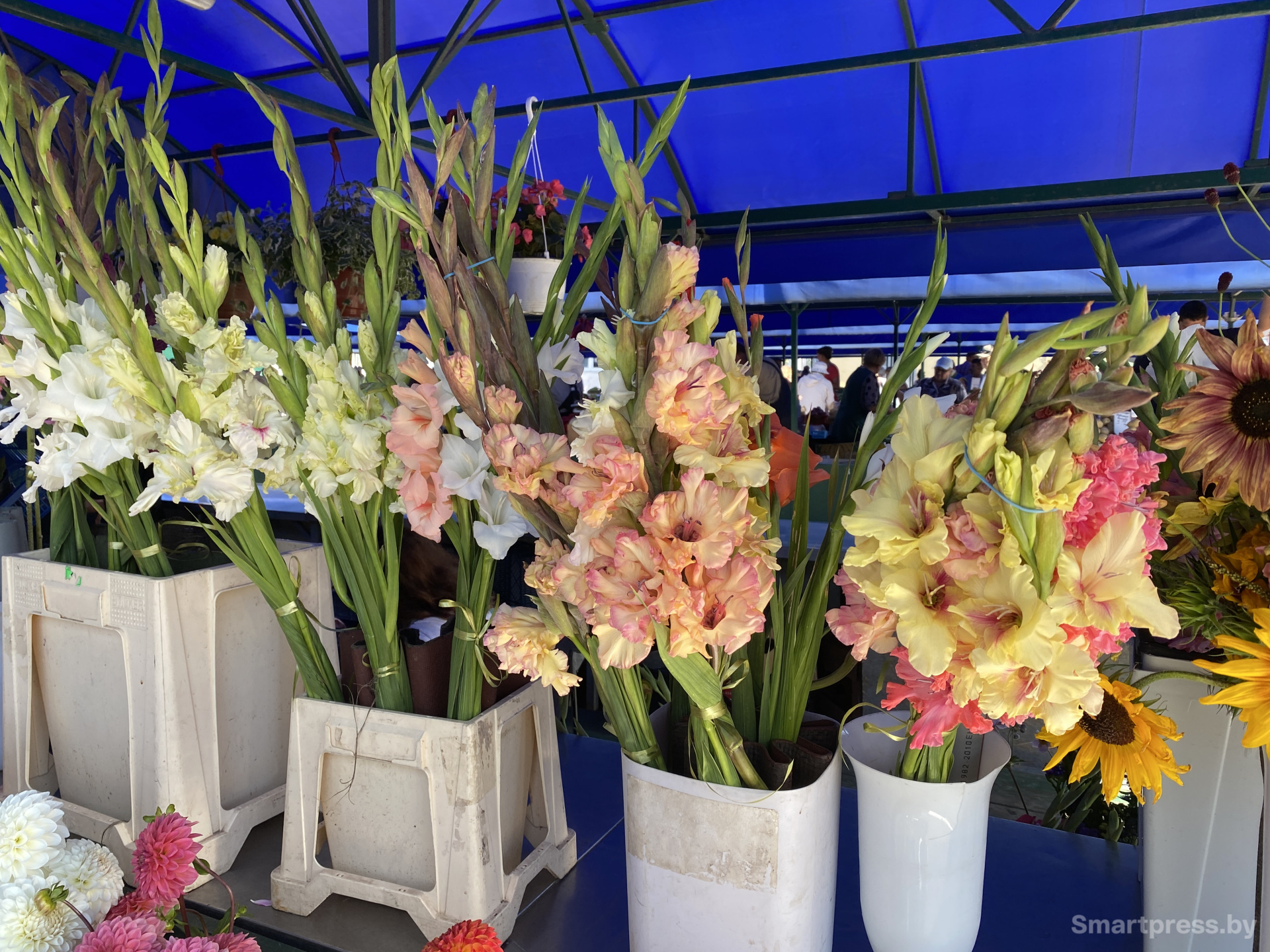 Разнообразие гладиолусов