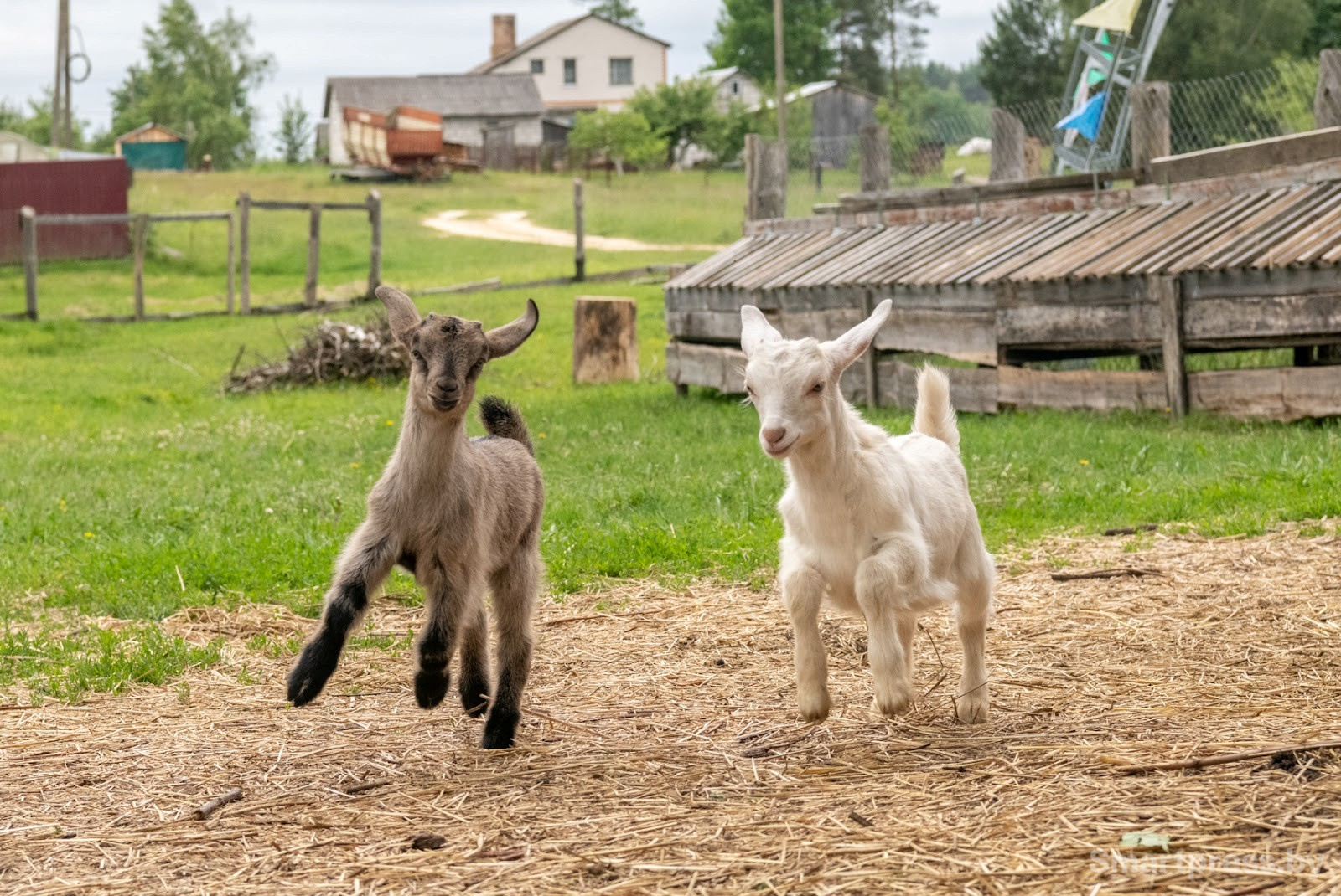 2-Женщина разводит коз в белорусской деревне.jpg